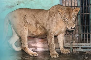 খাঁচা থেকে কীভাবে বের হলো সিংহী, জানা গেল তদন্তে