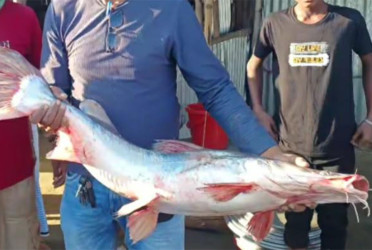 জেলের জালে সাড়ে ১০ কেজির আইড় মাছ