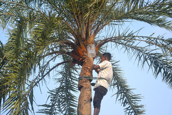 খেজুর রস সংগ্রহের ধূম