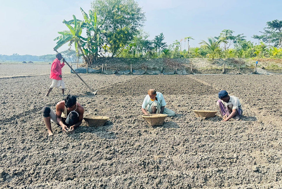 চাঁদপুরে আলু চাষে ব্যস্ত কৃষকরা