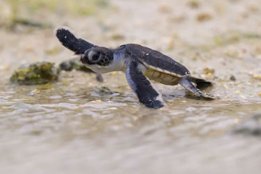 বিবিসির চোখে ২০২৫ সালে জলবায়ু ক্ষেত্রে সাতটি নীরব অর্জন