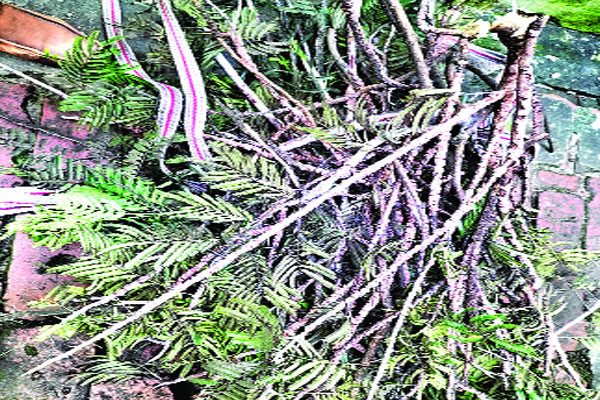 গোপালগঞ্জে লাক্ষা পোকায় ভাগ্যবদল ৪০০ মানুষের