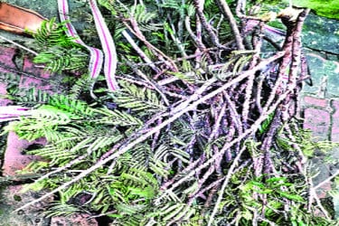 গোপালগঞ্জে লাক্ষা পোকায় ভাগ্যবদল ৪০০ মানুষের