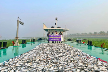 মুন্সীগঞ্জে ৪৩ লক্ষ টাকার জাটকা জব্দ