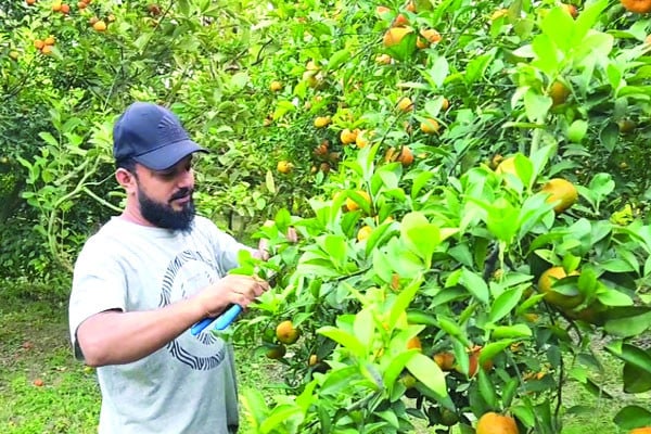 কমলা চাষে দরজা খুলেছে সম্ভাবনার