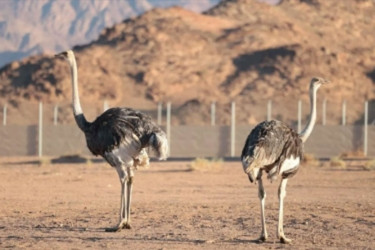 প্রায় ১০০ বছর পর সৌদির মরুতে আবারও উটপাখির পদচারণা