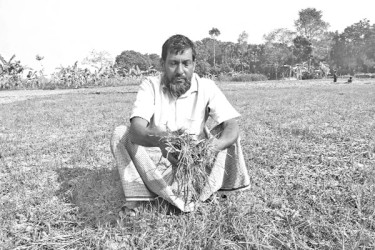 পিঁয়াজ চারার সঙ্গে শত্রুতা দুর্বৃত্তের