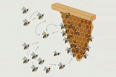 মৌমাছির সম্মিলিত বুদ্ধিমত্তা মৌচাকের গণতন্ত্র