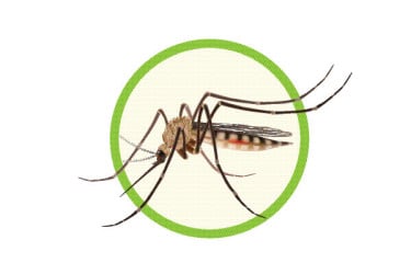 ডেঙ্গু আক্রান্ত হয়ে হাসপাতালে ভর্তি লাখ ছাড়াল