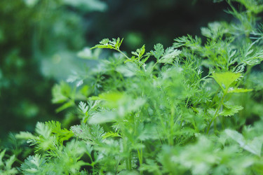 শীতে ধনেপাতা সংরক্ষণের উপায় জেনে নিন