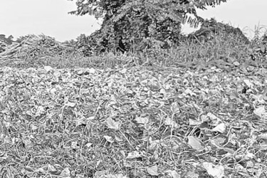 আগাম বাঙ্গিতে খুশি কৃষক