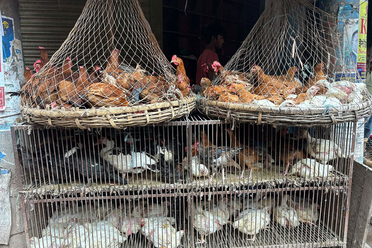 মাছ-মাংস-ডিমের দাম চড়া