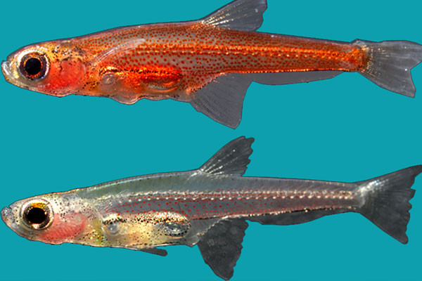 সবচেয়ে ছোট মেরুদণ্ডী প্রাণী