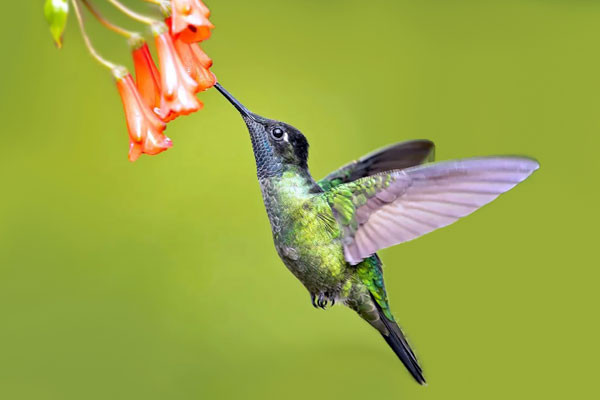 পয়সার চেয়েও হালকা পাখি!