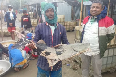 নাসিরনগরে বরশিতে ধরা পড়ল ১২ কেজির বাঘাইড়