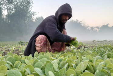 শীতে বিপর্যস্ত উত্তরাঞ্চল, ব্যাহত কৃষিকাজসহ জনজীবন