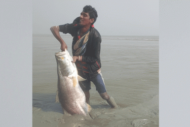 মেঘনায় ধরা পড়ল বিশালাকৃতির কোরাল মাছ