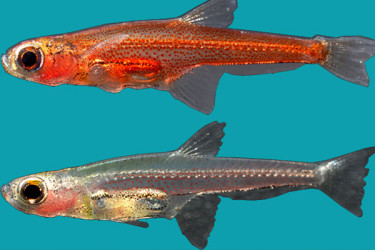 সবচেয়ে ছোট মেরুদণ্ডী প্রাণী