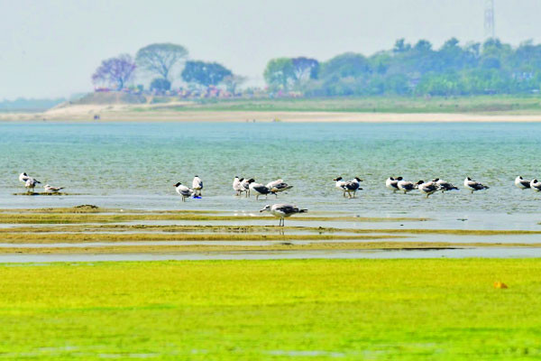 কেমন আছে পদ্মার পরিযায়ী পাখি