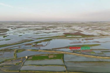 নেত্রকোনার হাওরাঞ্চলে পানি দেরীতে নামায় পিছিয়েছে আবাদ