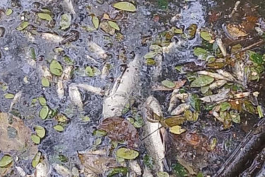 বাকেরগঞ্জে পুকুরে বিষ ঢেলে মাছ নিধনের অভিযোগ