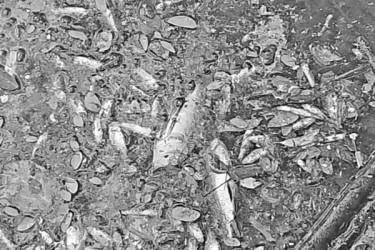 পুকুরে বিষ ঢেলে মাছ নিধন