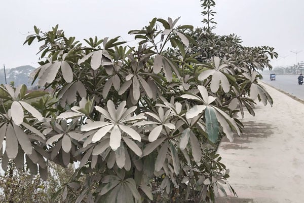 শ্বাস নিতে পারছে না ঢাকার গাছ