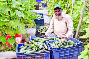 মালচিং পদ্ধতিতে শসা চাষ