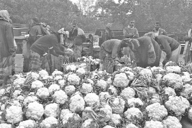 টোলমুক্ত ফুলকপি হাটে মেলবন্ধন কৃষক-পাইকারদের