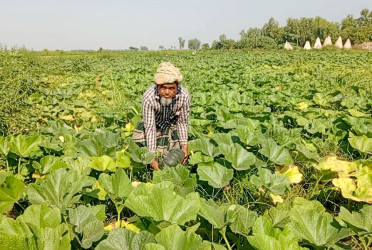 চরাঞ্চলের মিষ্টি কুমড়া যাচ্ছে মালয়েশিয়া