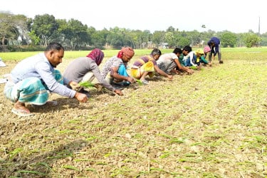 সার সংকটে বিপাকে কুমারখালীর পিঁয়াজ চাষিরা