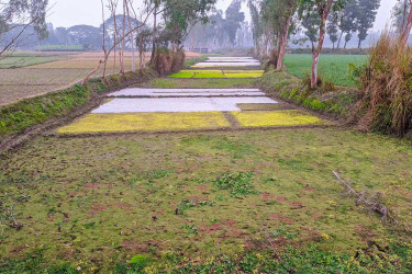 রংপুরে ঘন কুয়াশা ও শীত: বোরো বীজতলা নিয়ে দুশ্চিন্তায় কৃষক