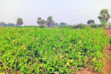 লাল মাটিতে সবুজ বিপ্লব