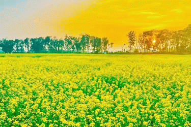 টাঙ্গাইলের মাঠে মাঠে হলুদের সমারোহ