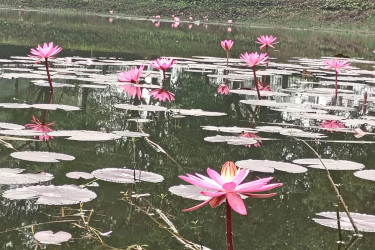 শীতের শুভ্রতায় গোলাপি শাপলা