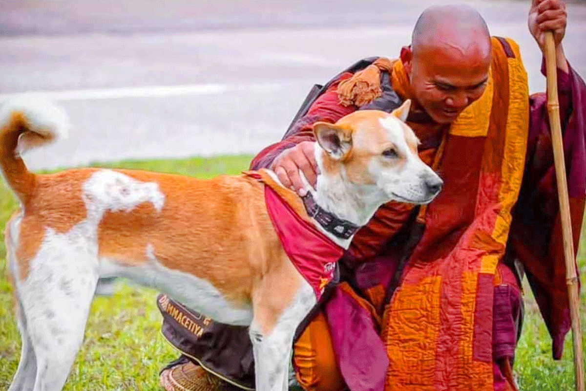 ‘শান্তির দূত’ হয়ে ১৯ ভিক্ষুর সঙ্গে বিশ্বজুড়ে ঘুরে বেড়াচ্ছে পথকুকুর ‘আলোকা’