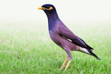 ৪৫ হাজার ময়না পাখি আটক করেছে কাতার