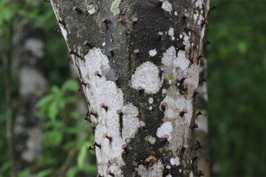 গাছে পেরেক লাগালে জরিমানা ২০ হাজার টাকা