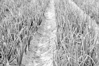 বিস্তীর্ণ মাঠজুড়ে পিঁয়াজ আবাদ