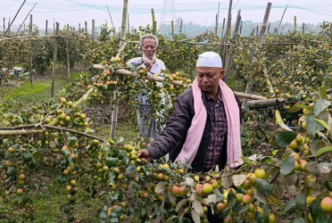 শিকারপুরে কুল চাষে কৃষকদের জীবনে সমৃদ্ধি
