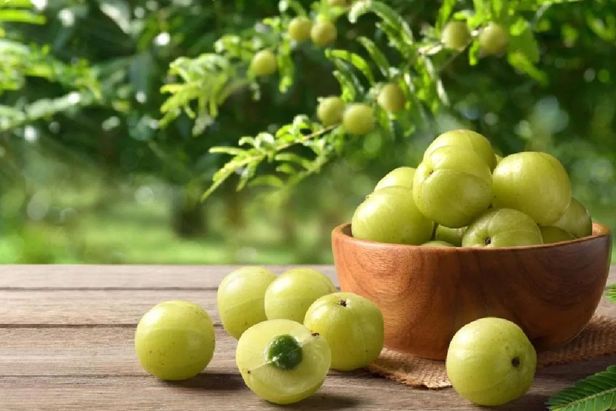 শীতে চুল রুক্ষ হয়ে যাচ্ছে? জেনে নিন আমলকির কার্যকারিতা