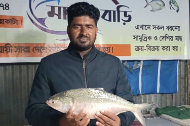 কুয়াকাটায় এক ইলিশ বিক্রি ৫৭০০ টাকায়