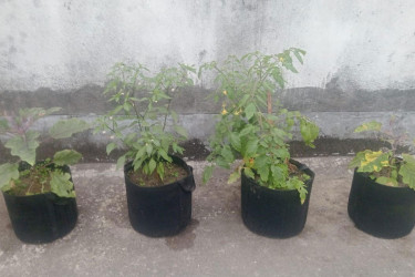 ছাদকৃষিতে বাড়ছে জিও ব্যাগের ব্যবহার