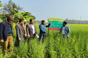 কুমারখালীতে তেলজাতীয় ফসল উৎপাদন বৃদ্ধিতে মাঠ দিবস