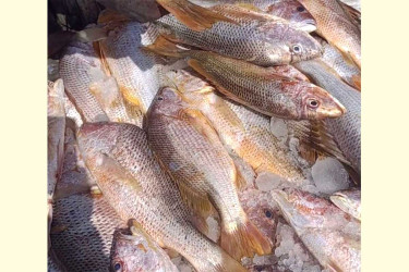 সেন্ট মার্টিন চ্যানেলে ধরা পড়ল ১০ লাখ টাকার কোরাল