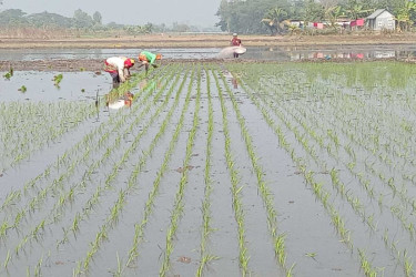 শীতে গোপালগঞ্জে বোরো চাষ ব্যাহত, উৎপাদন কমে যাওয়ার আশঙ্কা