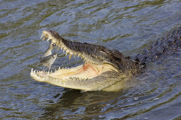 জলের তলের হিংস্র দানব