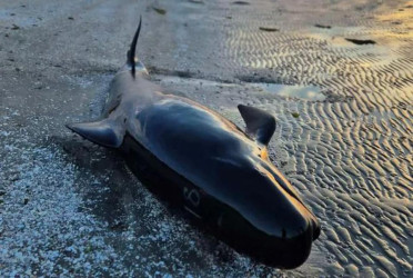 নিউজিল্যান্ডে তিমি ট্র্যাজেডি, সমুদ্র সৈকতে মারা গেল ৬টি