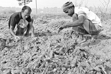 হলুদ সোনায় কৃষকের হাসি