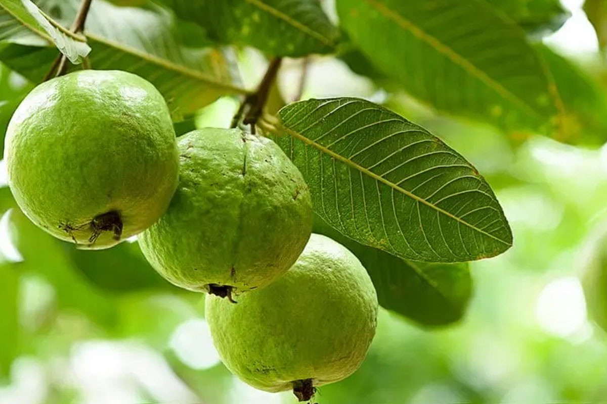 খোসাসহ পেয়ারা খাচ্ছেন? জেনে নিন উপকারিতা